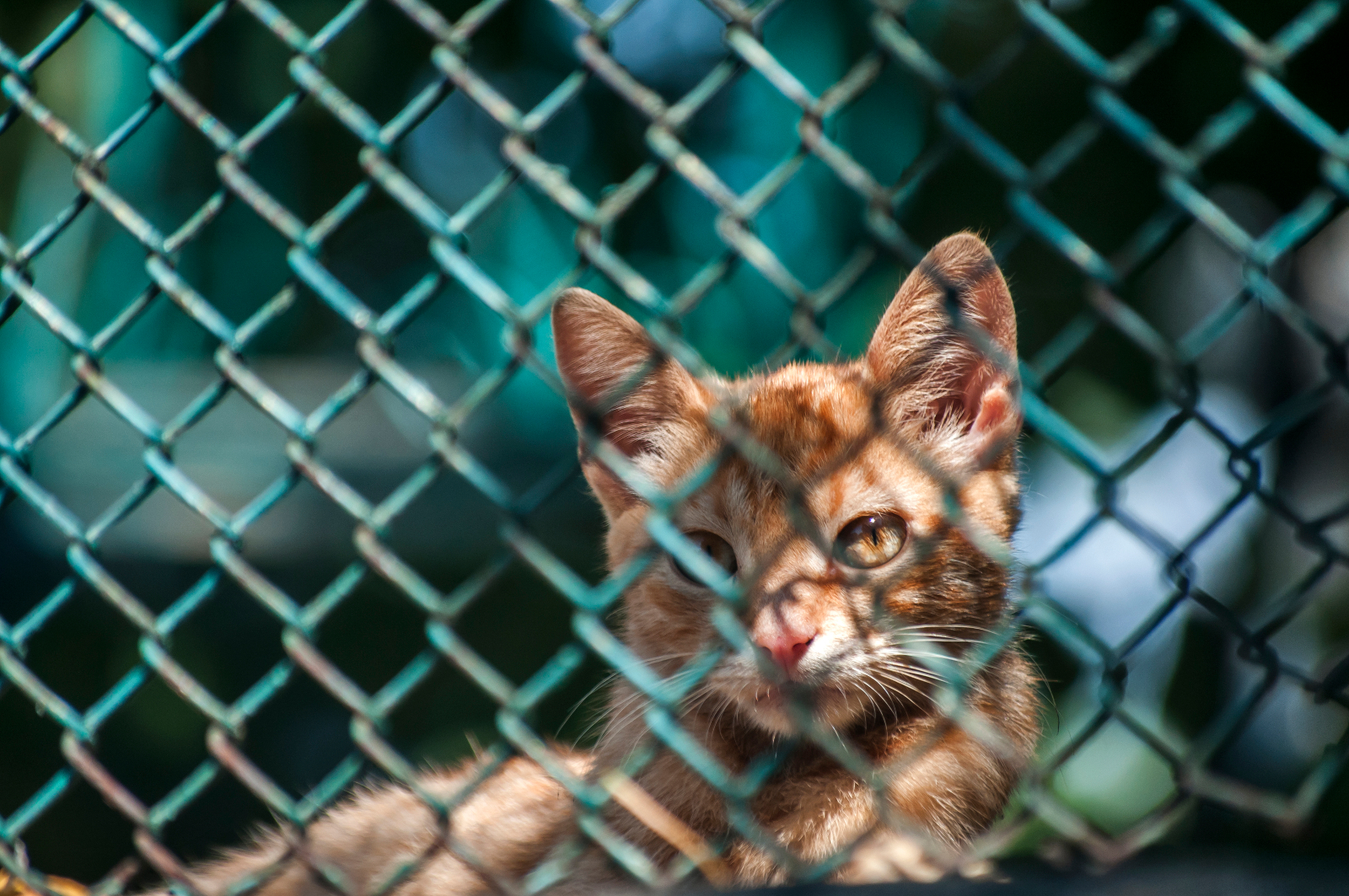 cat behind fence